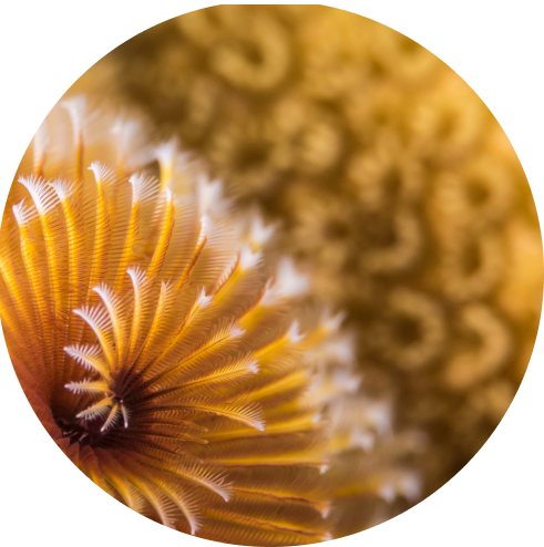 Coral