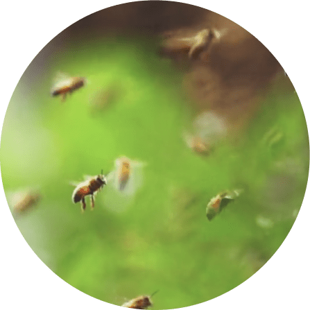 Honey Bees