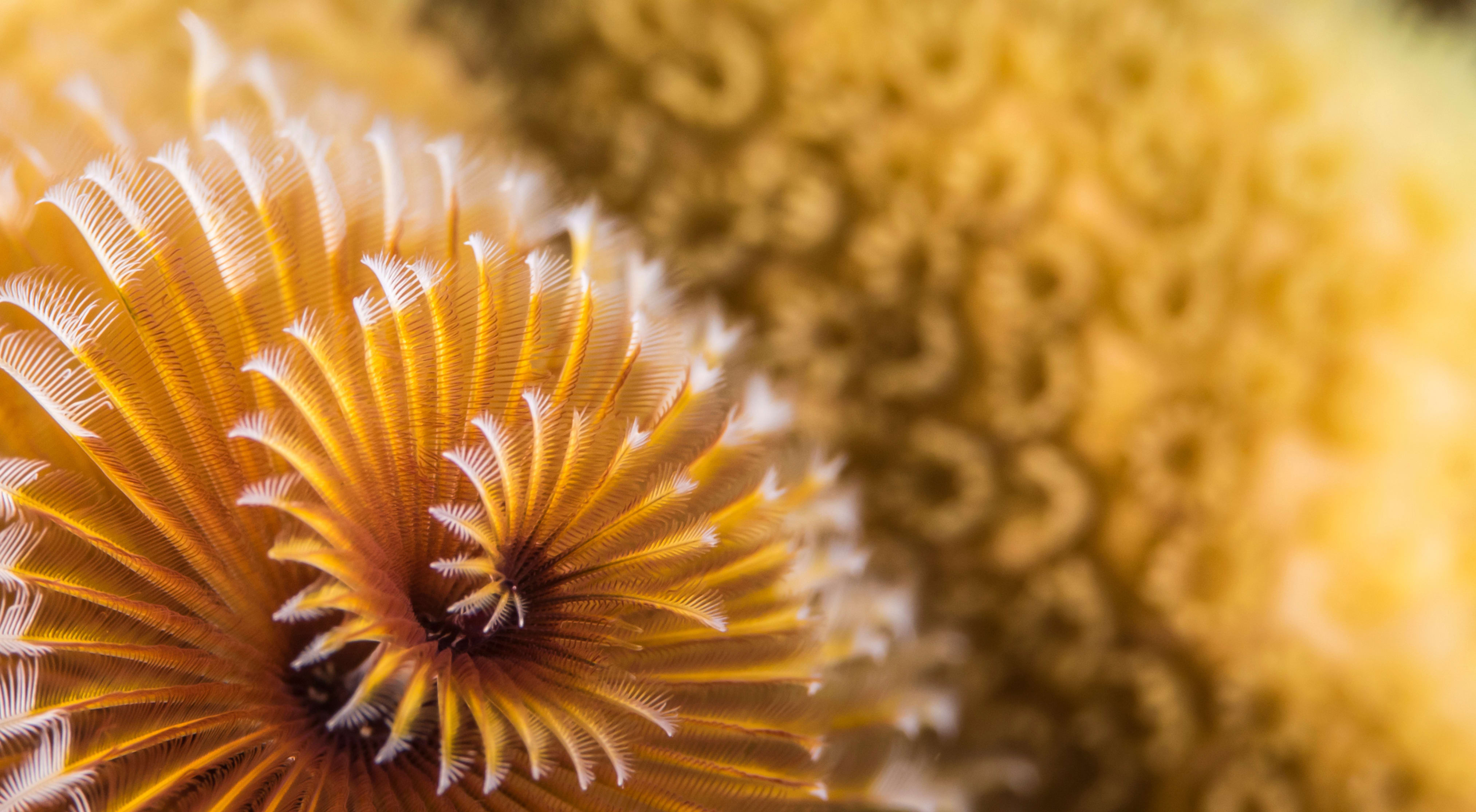 Coral