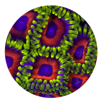 Coral Morphologic